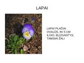 Viola wittrockiana – darželinė našlaitė. Myosotis sylvatica – miškinė neužmirštuolė 4 puslapis