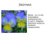 Viola wittrockiana – darželinė našlaitė. Myosotis sylvatica – miškinė neužmirštuolė 5 puslapis