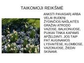 Viola wittrockiana – darželinė našlaitė. Myosotis sylvatica – miškinė neužmirštuolė 8 puslapis