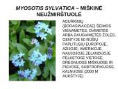Viola wittrockiana – darželinė našlaitė. Myosotis sylvatica – miškinė neužmirštuolė 10 puslapis