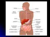 Virškinimas burnoje 6 puslapis