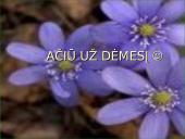 Vitamino PP avitaminozė 16 puslapis