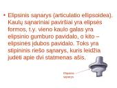 Žmogaus organų sistemos 13 puslapis