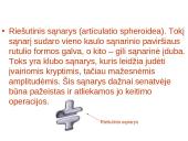 Žmogaus organų sistemos 15 puslapis