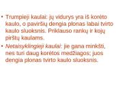 Žmogaus organų sistemos 7 puslapis