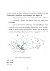 Automobilio vairo mechanizmas 3 puslapis