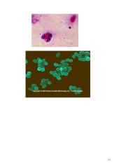 Bruceliozės 11 puslapis