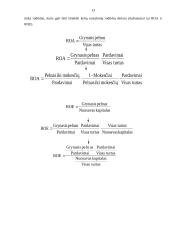 Finansinė analizė: AB "Lietuvos dujos" 13 puslapis