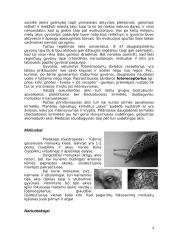 Fotoreceptoriai ir jų veikimo principai 4 puslapis