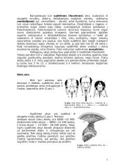 Fotoreceptoriai ir jų veikimo principai 5 puslapis