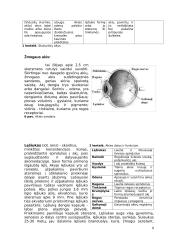 Fotoreceptoriai ir jų veikimo principai 8 puslapis