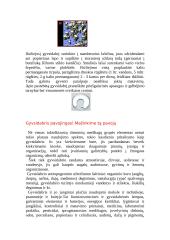 Gyvsidabris reikšmė ir žala 4 puslapis