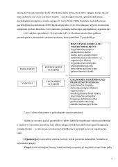 Grupė - organizacijos pagrindas 5 puslapis