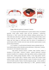 Miškovežio manipuliatorius 10 puslapis