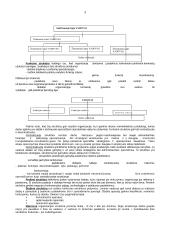Organizacijos struktūra bei jos tipai 3 puslapis