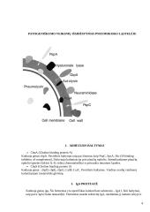 S. Pneumoniae patogeniškumo veiksniai 4 puslapis