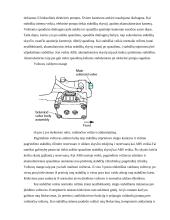 Stabdžių antiblokavimo sistema (ABS) 5 puslapis