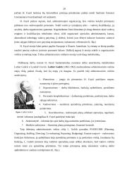 Mokslinio, administracinio ir idealaus biurokratinio valdymo teorijos 19 puslapis