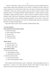 Verslo idėja: DUAB "Baltik garant" 19 puslapis