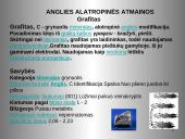 Anglis ir jos junginiai 10 puslapis