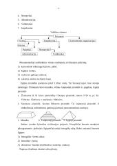Egipto civilizacija 3 puslapis
