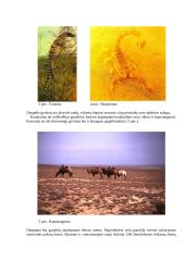 Karakumų dykuma 3 puslapis