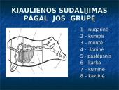 Kiauliena 3 puslapis