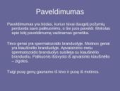 Genetinis paveldimumas 2 puslapis