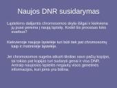 Genetinis paveldimumas 11 puslapis