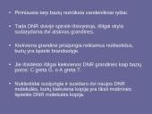 Genetinis paveldimumas 14 puslapis