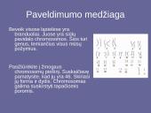 Genetinis paveldimumas 3 puslapis