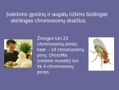 Genetinis paveldimumas 4 puslapis