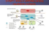 Saugus valstybės institucijų tinklas 7 puslapis