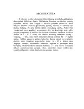 Airijos Respublika 10 puslapis