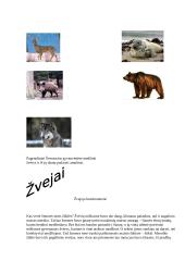 Akmens amžius 4 puslapis