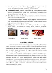 Bažnyčios požiūris į laikmečio aktualijas: abortai 4 puslapis