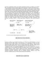Branduolio charakteristikos 8 puslapis