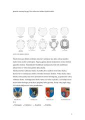 Heraldika ir herbų rūšys 5 puslapis
