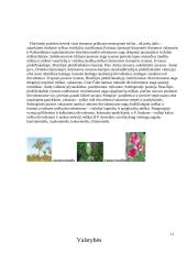 Pietų Amerikos geografija, klimatas, gamta 10 puslapis