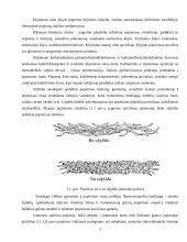 Popieriaus technologinės apsaugos elementai 3 puslapis