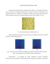 Popieriaus technologinės apsaugos elementai 7 puslapis