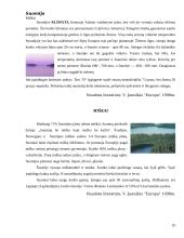 Suomijos faktai 10 puslapis