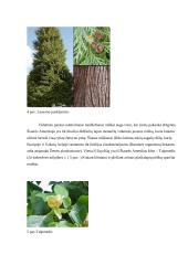 Šiaurės Amerikos fauna, flora, bioištekliai 5 puslapis