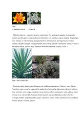Šiaurės Amerikos fauna, flora, bioištekliai 7 puslapis