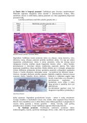 Tadžikai ir Tadžikistanas 11 puslapis