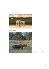 Tundra - amžino įšalo žemė 15 puslapis