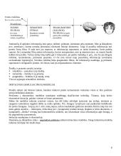 Ekonominės sistemos analizė 8 puslapis