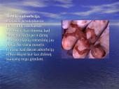 Abortai ir eutanazija 8 puslapis