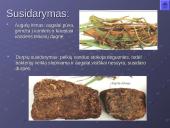 Akmens anglis – kuras ir cheminė žaliava 4 puslapis