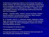 Andragogikos modelis ir principai 3 puslapis